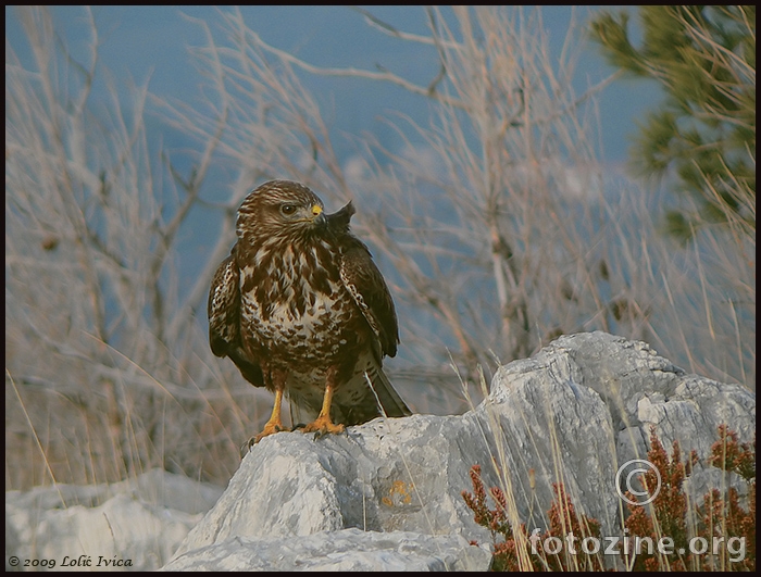 Škanjac (buteo buteo)