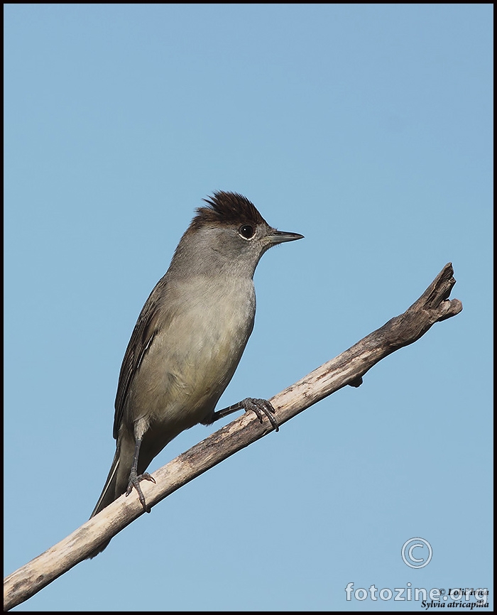 Crnokapa grmuša ( Sylvia atricapilla)