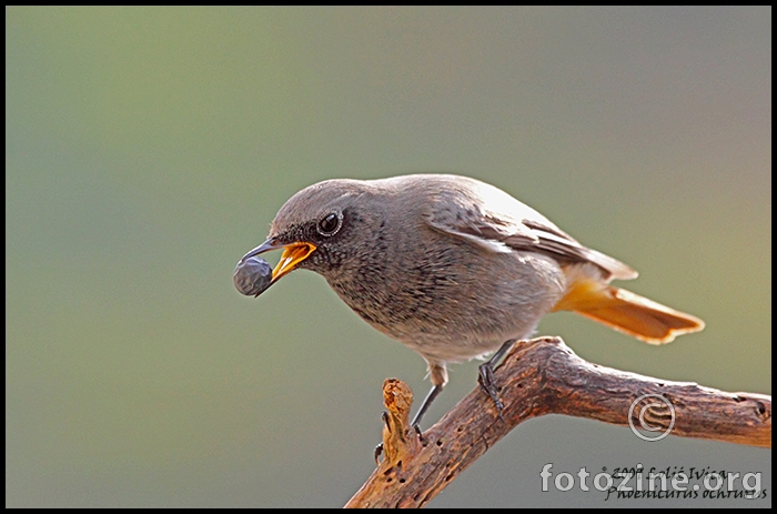  Mrka crvenrepka (phoenicurus ochruros)