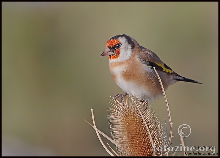 Češljugar (Carduelis carduelis)