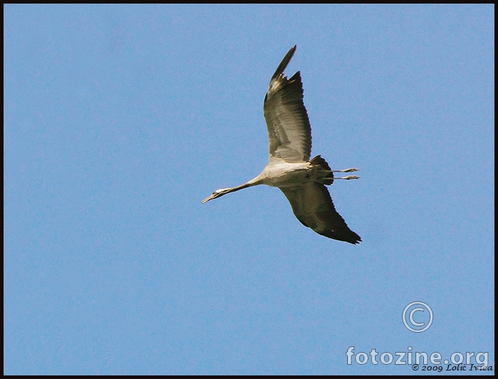 Ždral (grus grus)