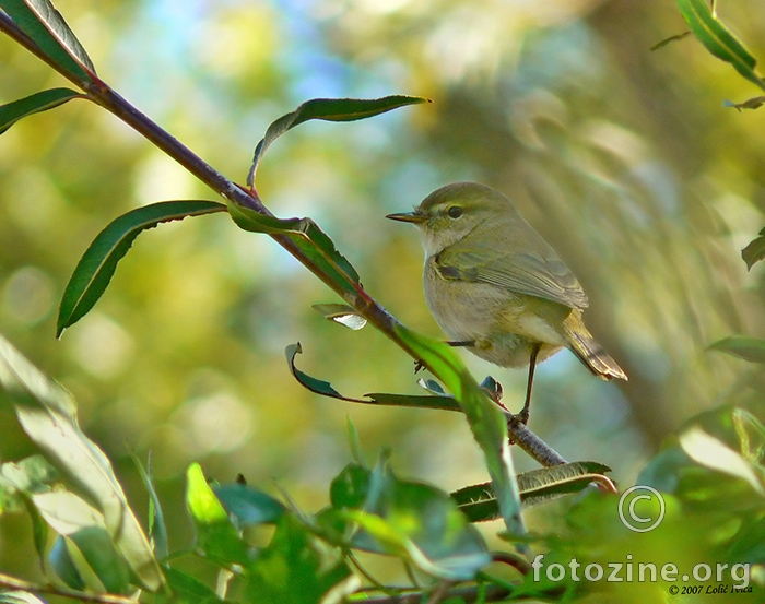 Zviždak (Phylloscopus collybita9 