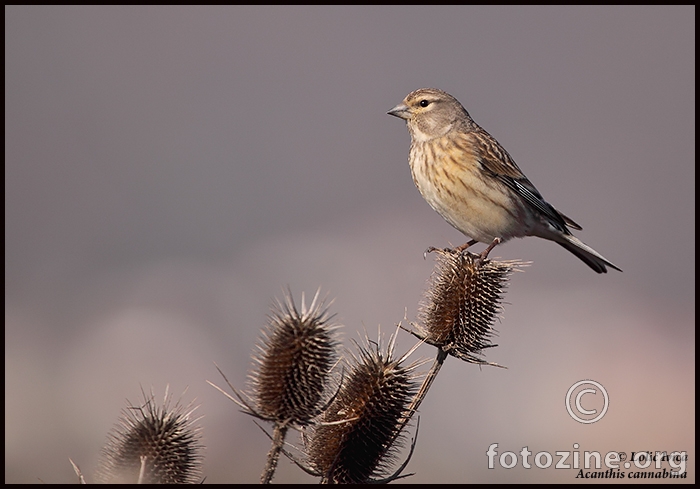 Juričica (Acanthis cannabina)	