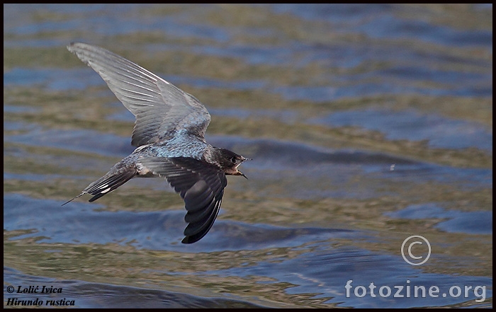 Lastavica (hirundo rustica)