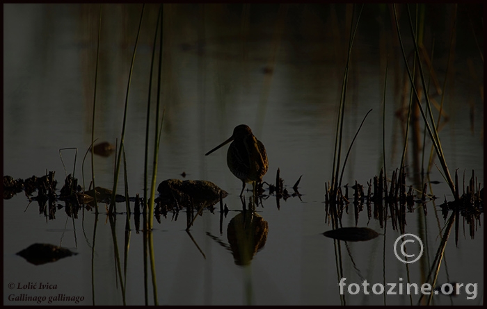 Šljuka kokošica (Gallinago gallinago)