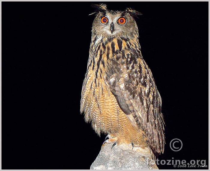 Sova ušara  -bubo bubo