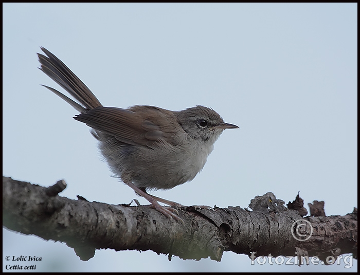 Svilorepa (Cettia cetti)