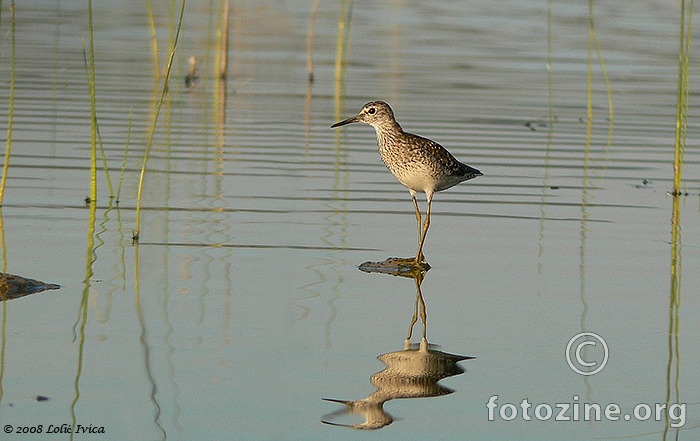 Prutka migavica (tringa glaeora)