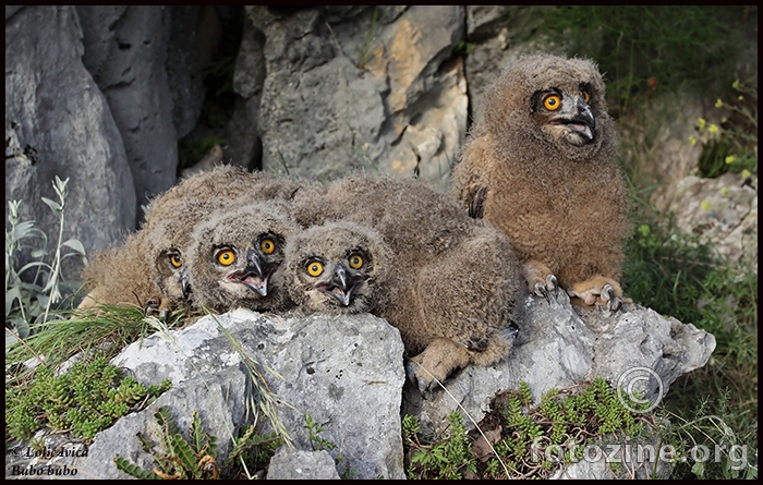 Ušara (bubo bubo)