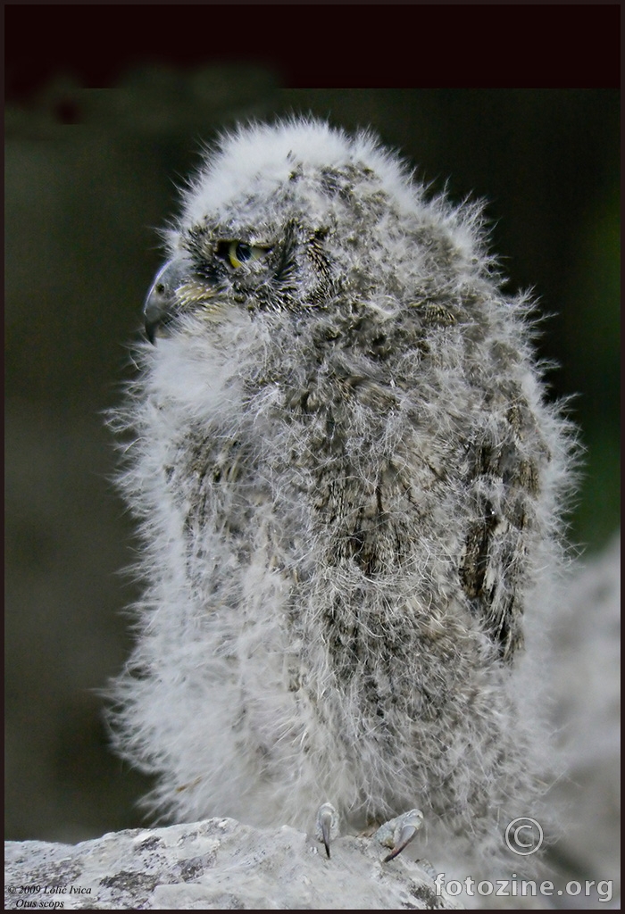 Čuk (Otus scops)