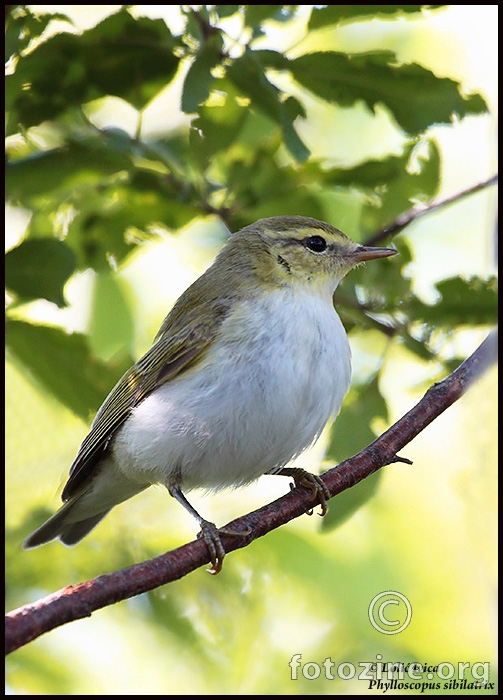 Šumski zviždak (Phylloscopus sibilatrix)