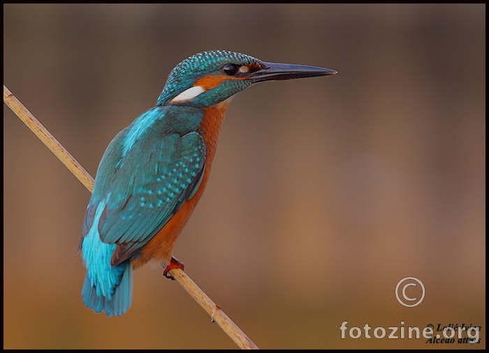 Vodomar (Alcedo atthis)