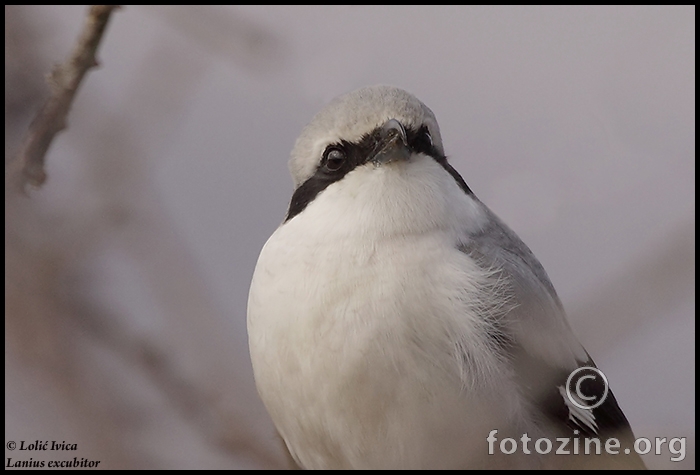 Veliki svračak (Lanius excubitor)