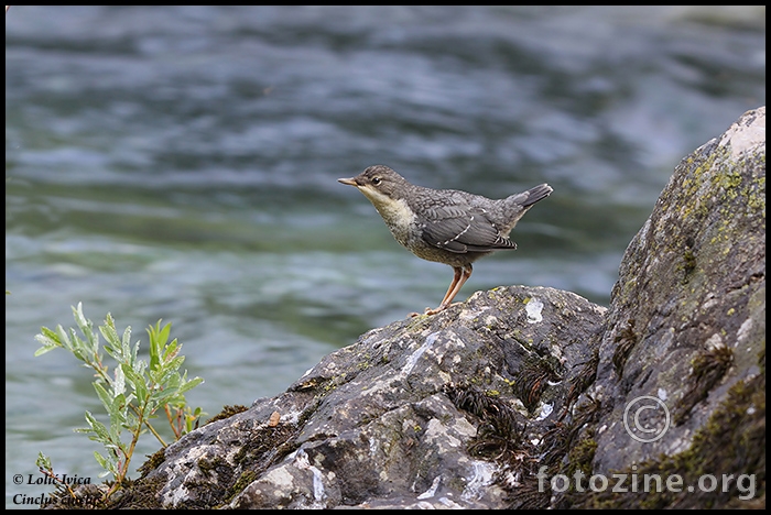 Vodenkos (cinclus  cinclus)