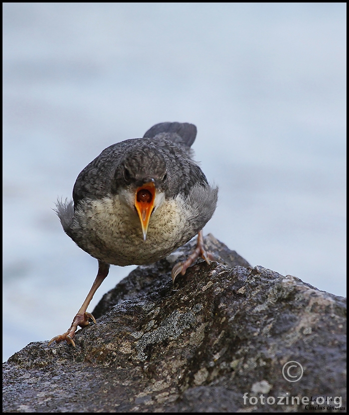 Vodenkos (cinclus  cinclus)