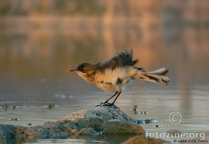 Pastirica žuta (motacilla flava)