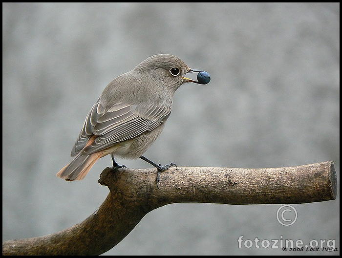 Mrka crvenrepka (phoenicurus ochruros)