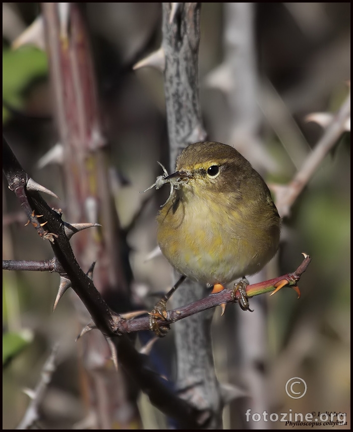 Zviždak (Phylloscopus collybitus)