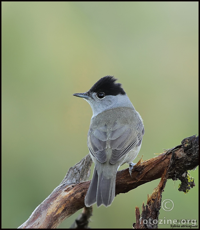 Crnokapa grmuša ( Sylvia atricapilla)