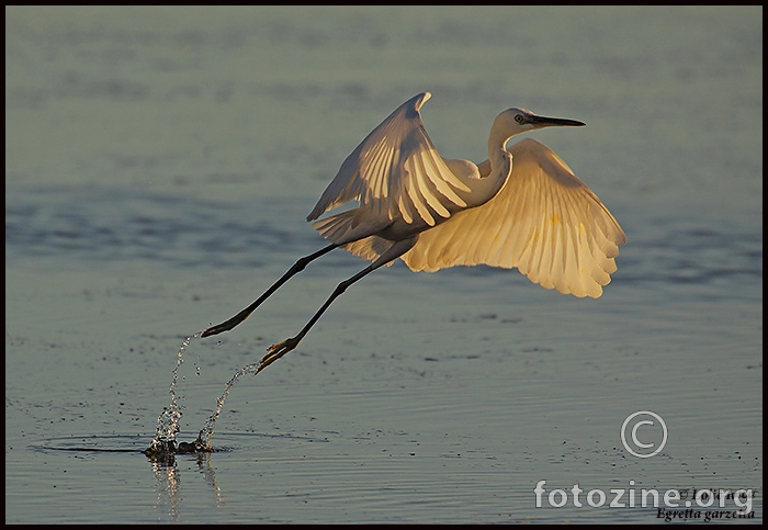 Mala bijela  čaplja (Egretta garzetta)