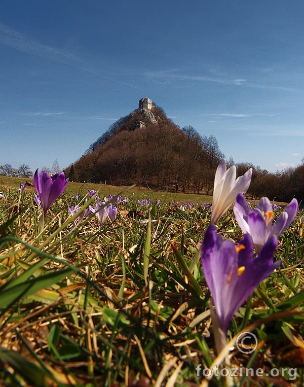 Okić