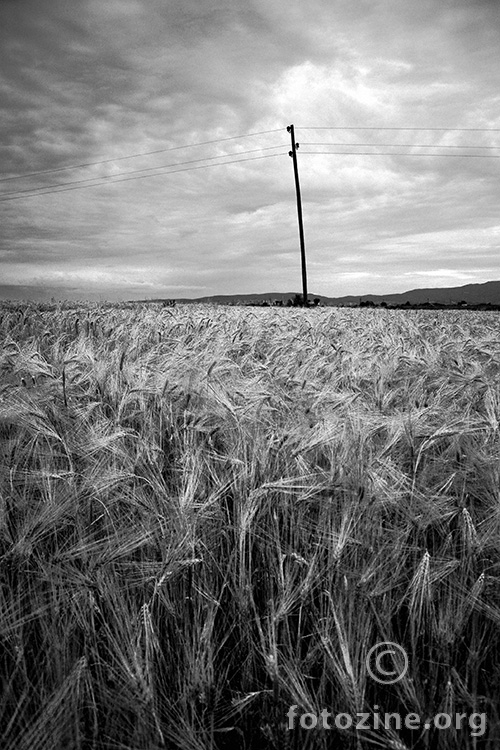 Žitno polje