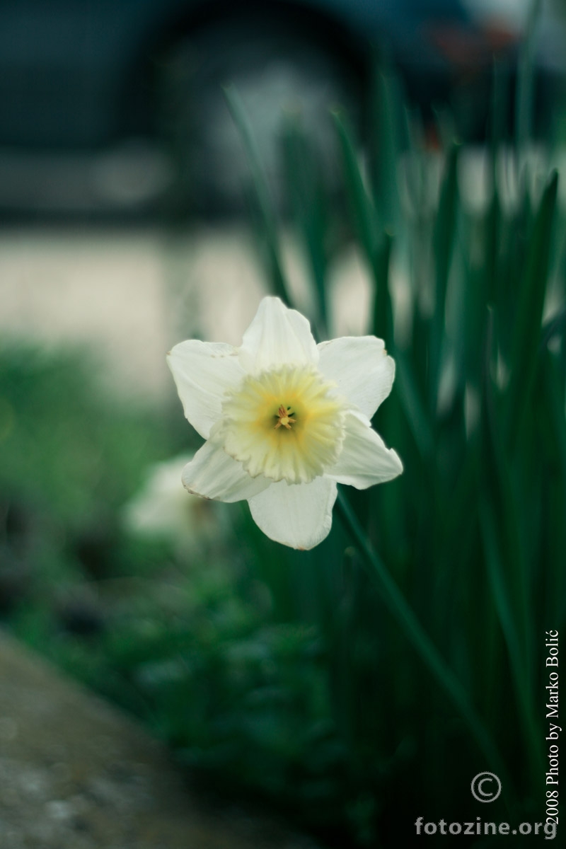 white flower