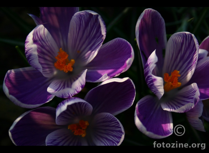 ...violet...