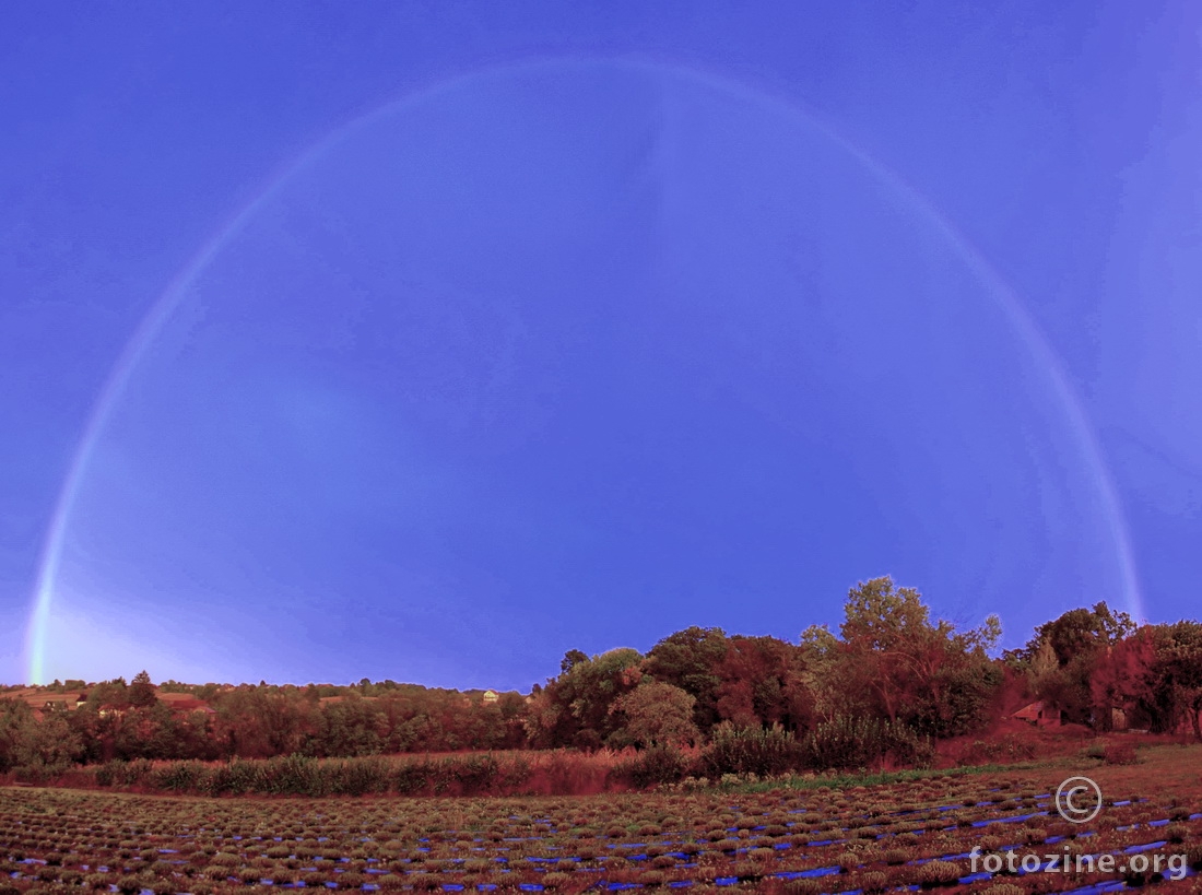 lavender field