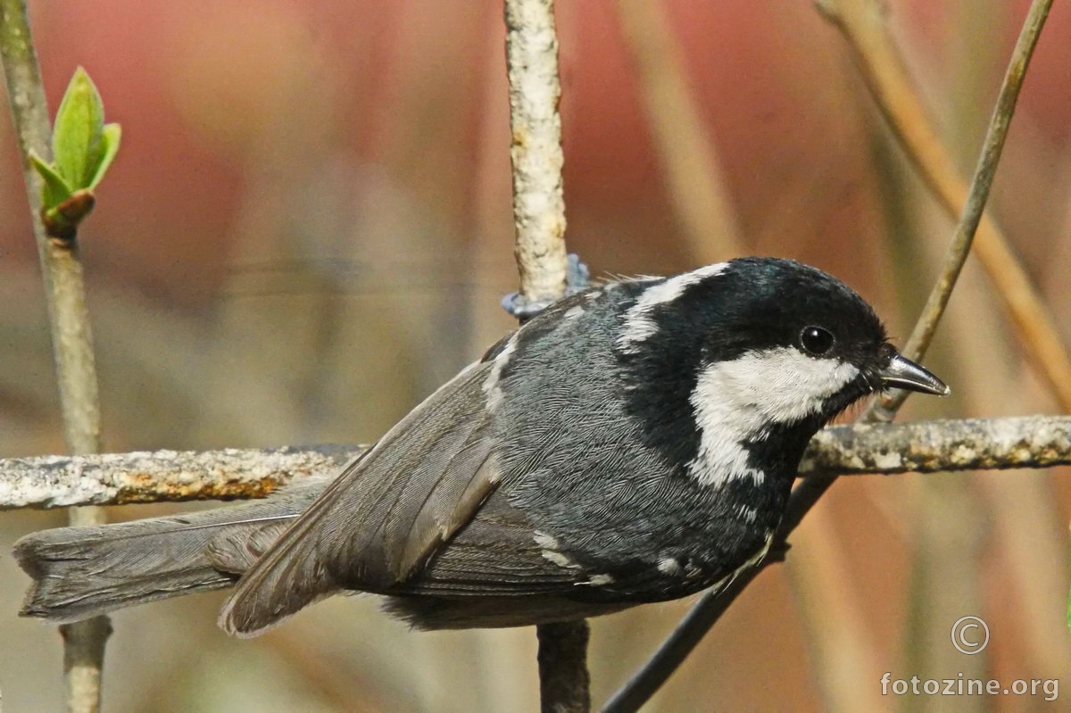 Jelova senica - Parus ater