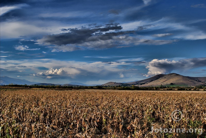 Corn fields