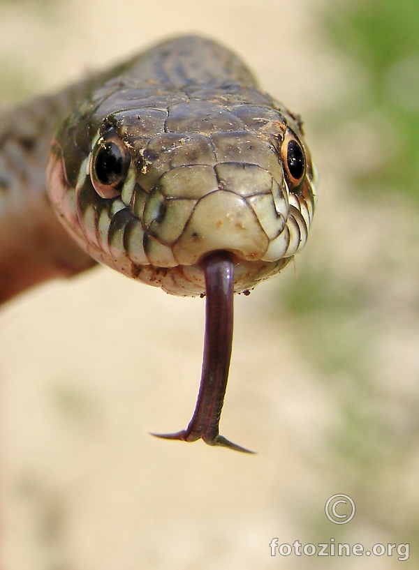 šara poljarica, Hierophis (Coluber) gemonensis 2