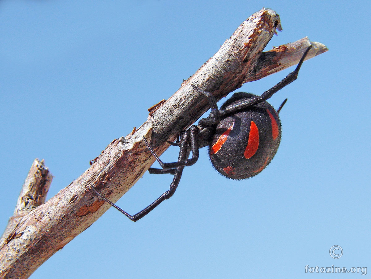 crna udovica (Latrodectus tredecimguttatus)