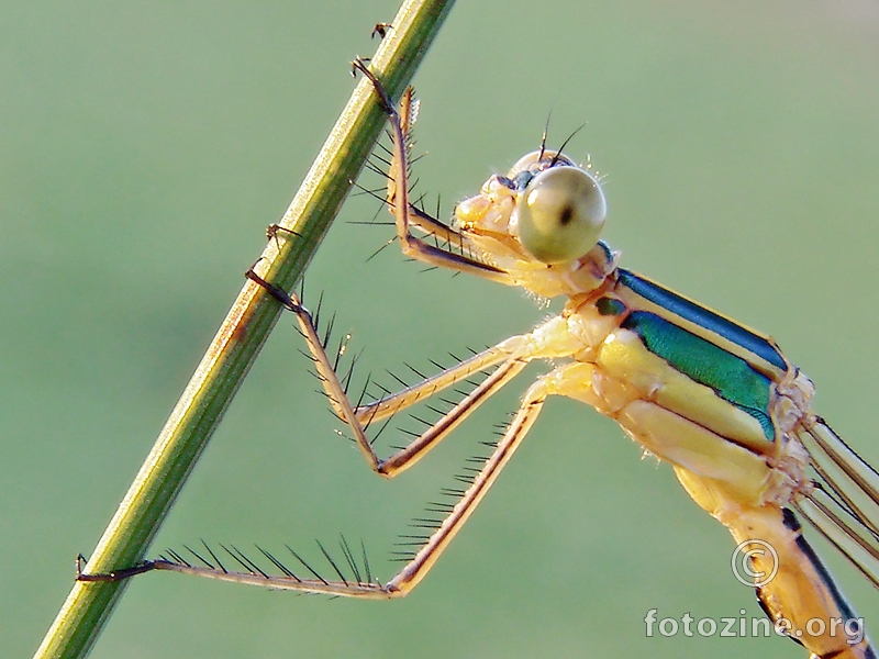 vretence (Lestes barbarus)