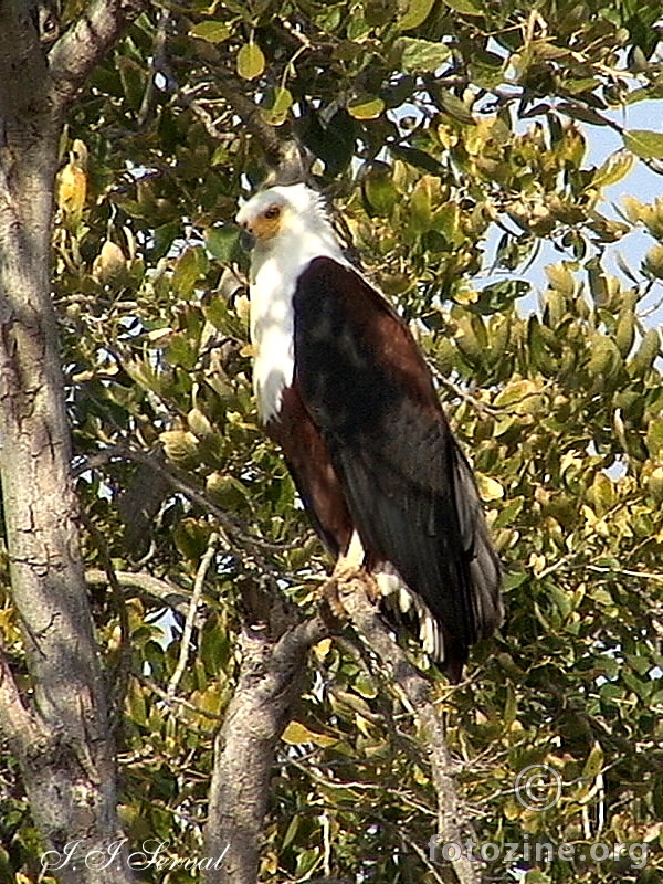 African Fisch Eagle