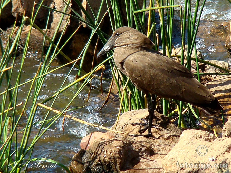 Hammerkop