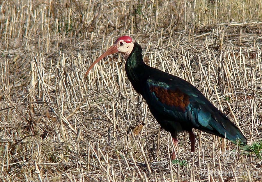 ibis