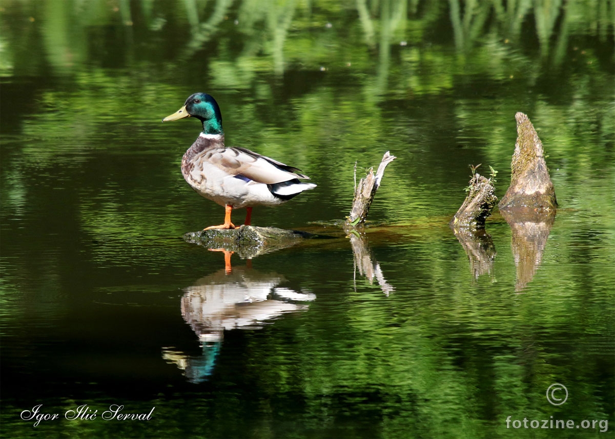 Donald & Duck