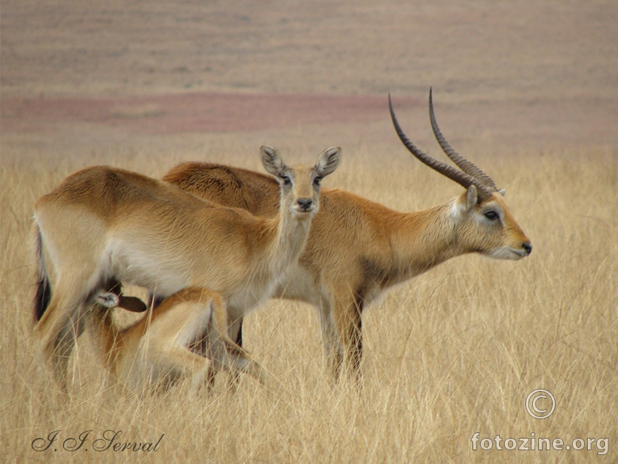 Kafue Lechwe