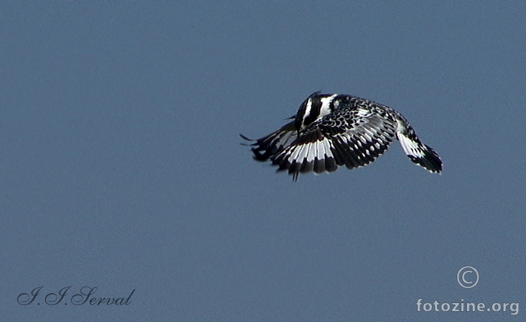 Pied Kingfisher 