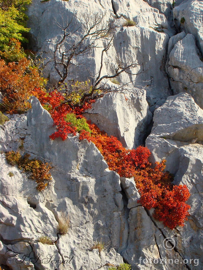 Velebitska lava