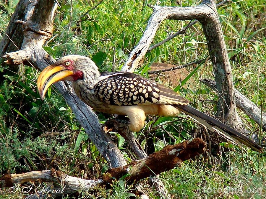 Southhern Yellow-billed Hornbill (Tockus Leucomelas)