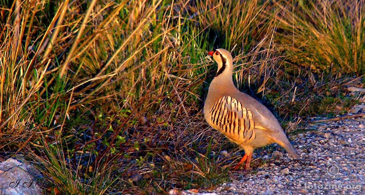 Jarebica kamenjarka (Alectoris graeca Meissn.)