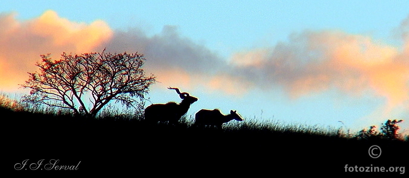 Kudu 