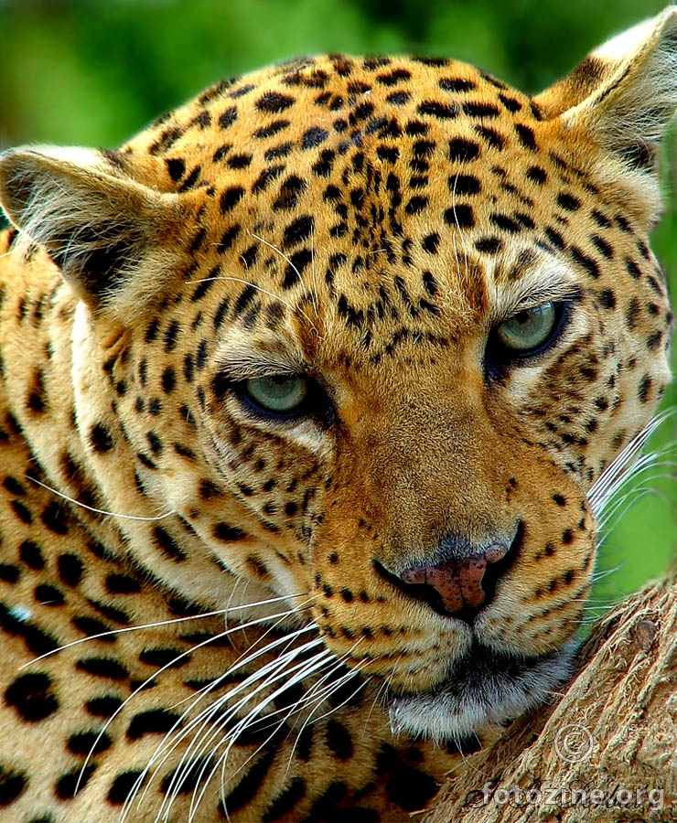 Leopard 