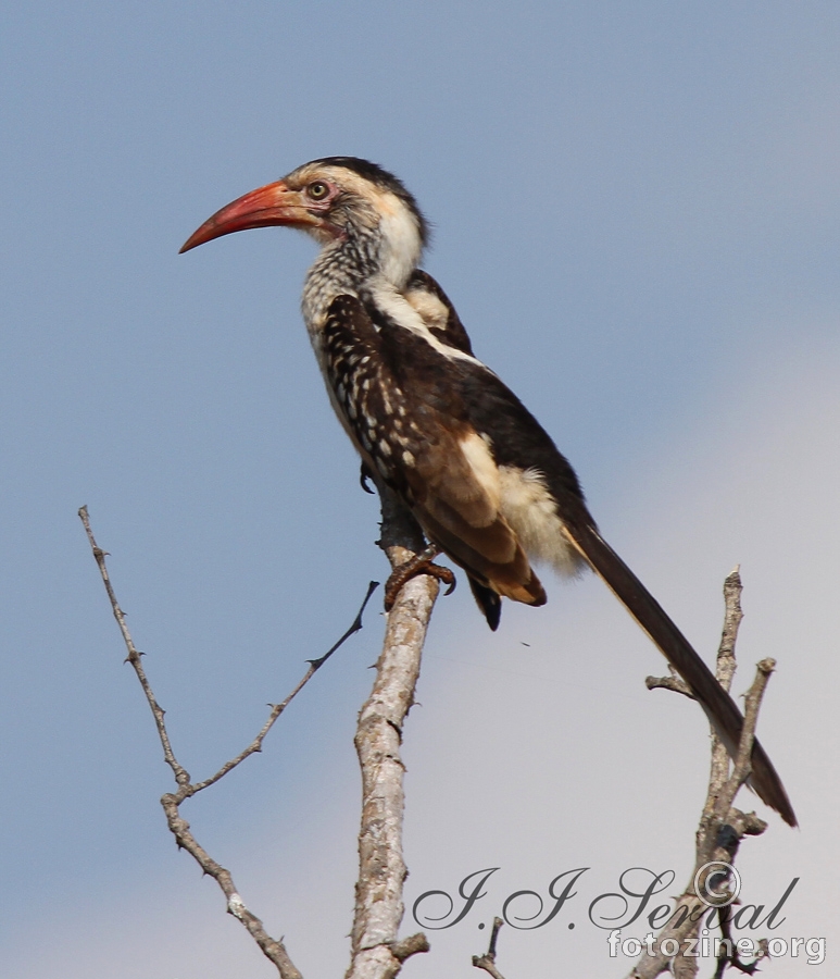 Hornbill - ljuta tica