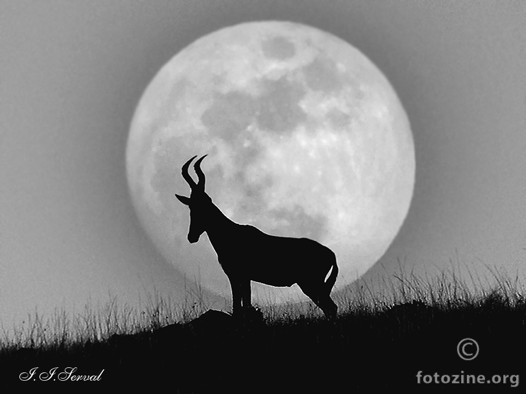 BW - moon hartebeest 