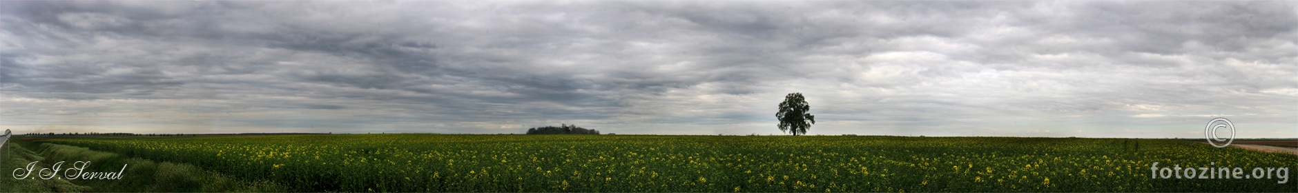 polje uljane repice