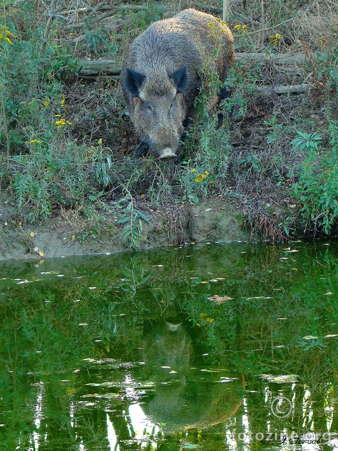 vepar i odraz