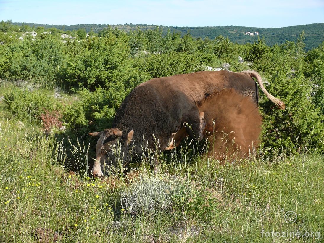 eksplozija snage